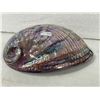 Image 2 : Abalone Shell