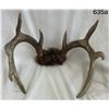 Image 1 : 4 Point Antler Rack