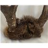 Image 2 : 4 Point Antler Rack
