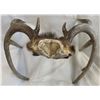 Image 3 : 4 Point Antler Rack