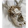 Image 2 : 4 Point Antler Rack With Skull