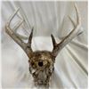 Image 3 : 4 Point Antler Rack With Skull