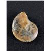 Image 1 : Ammonite Fossil Specimen. Retails $180.00