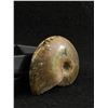 Image 2 : Ammonite Fossil Specimen. Retails $180.00