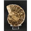 Image 1 : Ammonite Fossil Specimen. Retails $380.00