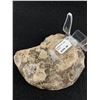 Image 2 : Ammonite Fossil Specimen. Retails $380.00