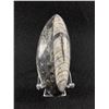 Image 1 : Orthoceras Fossil. Retails $380.00