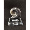 Image 1 : Orthoceras Cephalopod Fossil. Retails $380.00