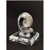 Image 2 : Orthoceras Cephalopod Fossil. Retails $380.00