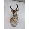 Image 1 : Antelope Taxidermy