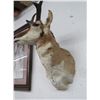Image 3 : Antelope Taxidermy