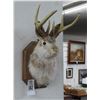 Image 2 : Jackalope Taxidermy
