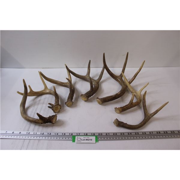 (7) Deer Antler Sheds