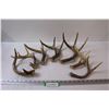 (7) Deer Antler Sheds