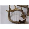Image 2 : (7) Deer Antler Sheds