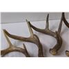 Image 3 : (7) Deer Antler Sheds