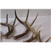 Image 4 : (7) Deer Antler Sheds