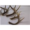 Image 5 : (7) Deer Antler Sheds