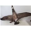 Image 2 : Outlaw Flying Goose