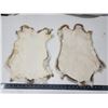 Image 2 : 2 Brown rabbit pelts