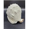 Image 2 : Vintage Conch Shell Decorative