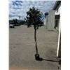 Image 1 : Artificial tree