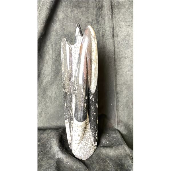 ORTHOCERAS FOSSIL SPECIMEN 12" RETAIL $1100.00