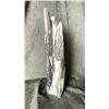 Image 2 : ORTHOCERAS FOSSIL SPECIMEN 12" RETAIL $1100.00