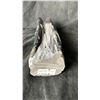 Image 3 : ORTHOCERAS FOSSIL SPECIMEN 12" RETAIL $1100.00