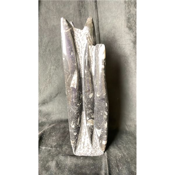 ORTHOCERAS FOSSIL SPECIMEN 12" RETAIL $1100.00