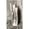 Image 1 : ORTHOCERAS FOSSIL SPECIMEN 12" RETAIL $1100.00