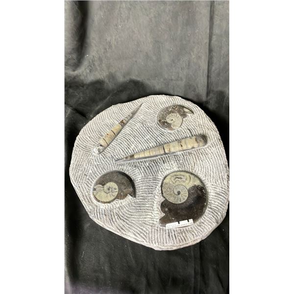 ORTHOCERAS FOSSIL PLAQUE 12.5 X 11.5