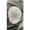 Image 2 : ORTHOCERAS FOSSIL PLAQUE 12.5 X 11.5