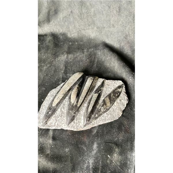 ORTHOCERAS FOSSIL SPECIMEN RETAIL $1100.00