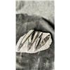 Image 1 : ORTHOCERAS FOSSIL SPECIMEN RETAIL $1100.00