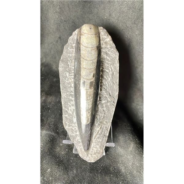 ORTHOCERAS FOSSIL SPECIMEN RETAIL $500.00