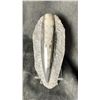 Image 1 : ORTHOCERAS FOSSIL SPECIMEN RETAIL $500.00