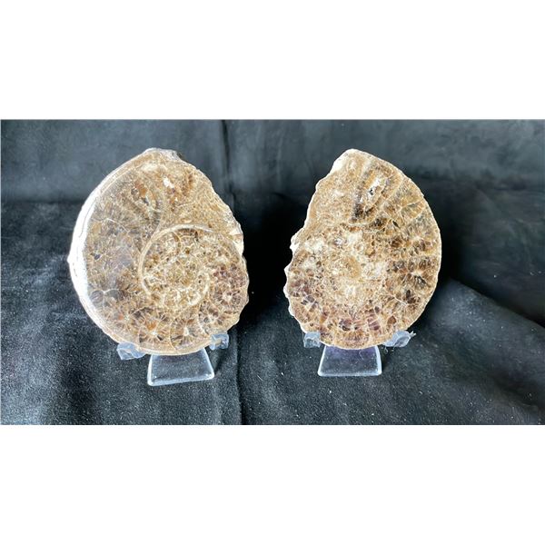 2 AMMONITE FOSSIL (MOROCCO) RETAIL $480 EA