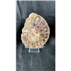 Image 2 : 2 AMMONITE FOSSIL (MOROCCO) RETAIL $480 EA