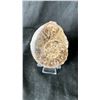 Image 3 : 2 AMMONITE FOSSIL (MOROCCO) RETAIL $480 EA