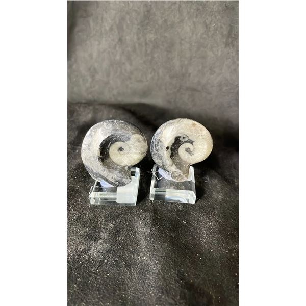 2 GONIATITE FOSSIL SPECIMENS RETAIL $300EA