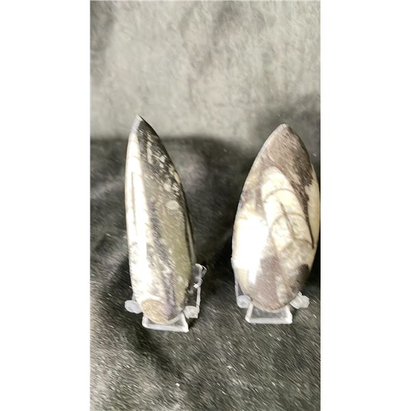 2 AMMONITE FOSSIL SPECIMENS