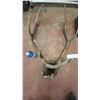 Image 1 : Set Of Antlers