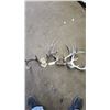 Image 1 : 3-Antlers
