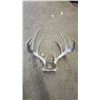 Image 3 : 3-Antlers