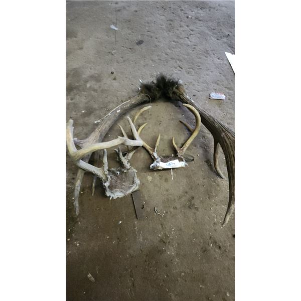 3 - Antlers