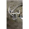 Image 3 : 3 - Antlers