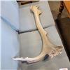 Image 1 : CARIBOO ANTLER