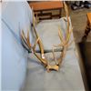 Image 3 : ELK ANTLERS