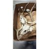 Image 2 : 3 ANTLERS WITH SKULLS